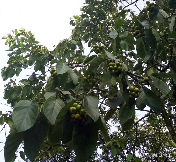 食单丨手工冰粉制作丨最全冰粉制作指南，天然*物冰植**粉大比拼