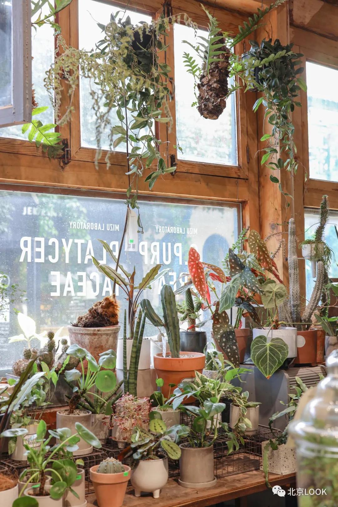 北京五道营游玩攻略,北京五道营胡同漫游攻略