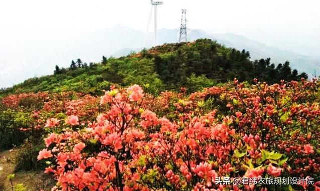江西仙姑坛景区,2024年铜鼓仙姑坛杜鹃花开了吗