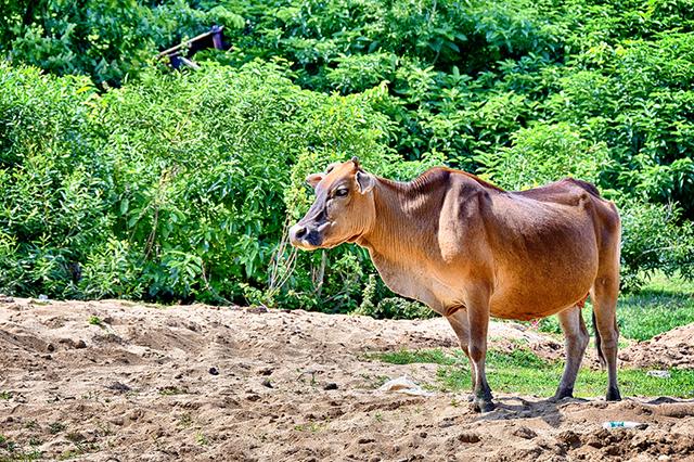 那琴湾地质海洋公园夜空,那琴湾海边