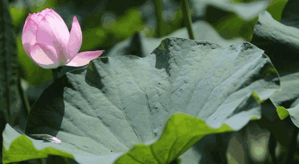 浙西低调山水小城，入选2021全球最佳旅行地邂逅早春一方秘境