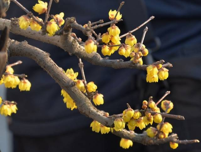 春天几月份适合移盆扦插,夏天可以扦插换盆吗