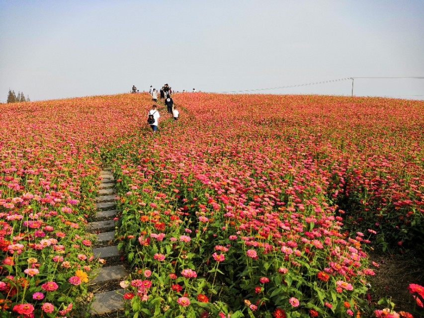 莲花岛一日游的心情感悟,阳澄湖莲花岛邂逅小院