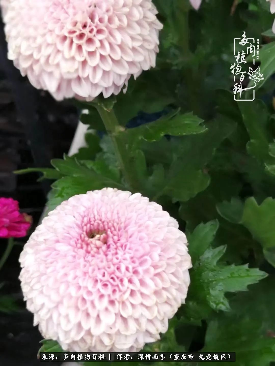 在重庆养多肉养的是一种信仰,重庆养多肉适合用什么土