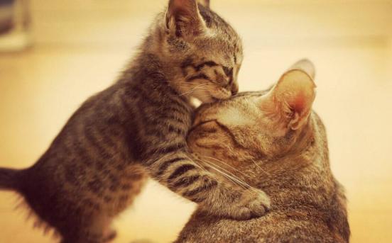 铲屎官曾经养过的宠物,铲屎官抓很多猫咪