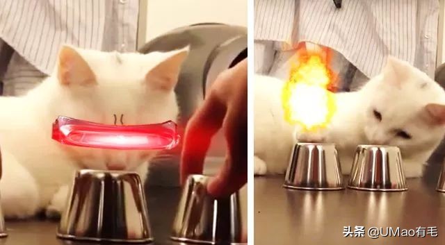 猫咪猜杯子游戏第三关,猫猜杯子游戏