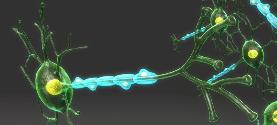 皮质醇高练完长肥肉,掉肌肉长脂肪该怎么办