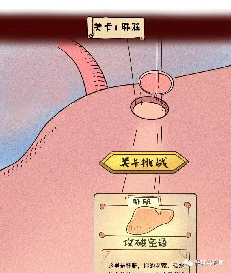 吃太多的糖会让你变胖,让你变丑变老的不是脂肪而是糖