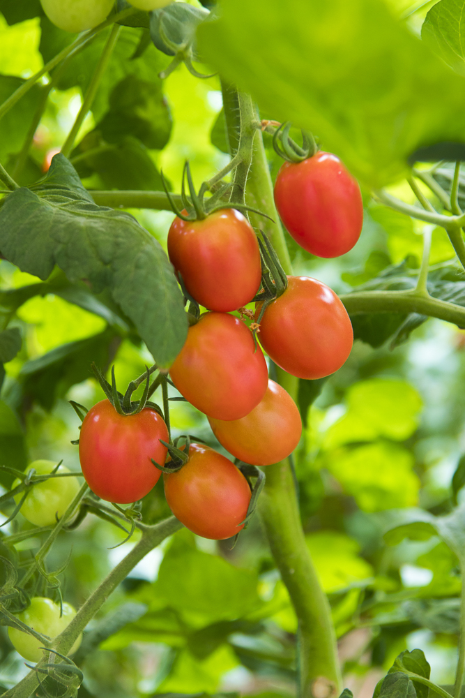 #毕业旅行啦#石家庄慧灯庄园，夏日里寓教于乐爽歪歪