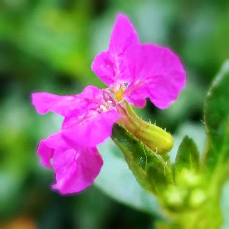 细叶萼距花的养殖方法,细叶萼距花的功效与作用