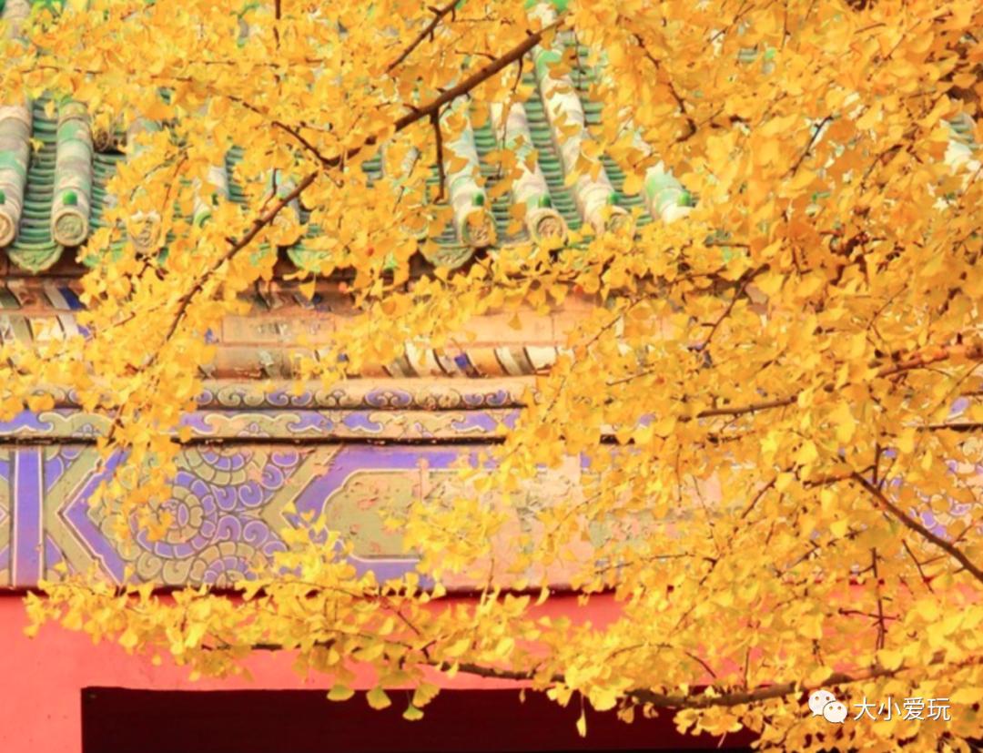 北京红螺寺银杏最佳观赏时间,北京赏银杏景区有哪些