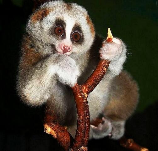 云南德宏一级保护动物蜂猴,云南德宏蜂猴视频