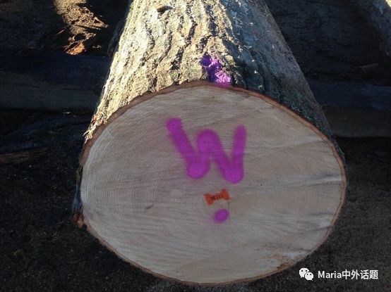 美国硬木干货价格,北美硬木排行