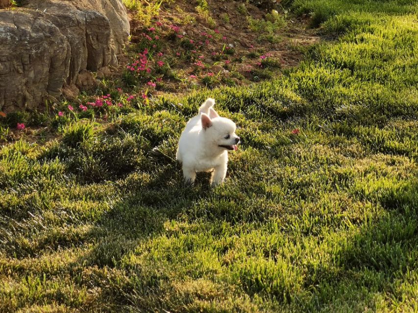 德福，不是人，是只狗！