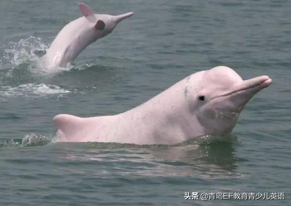 人类与动物的正确相处方式,为野生动物向人类发声