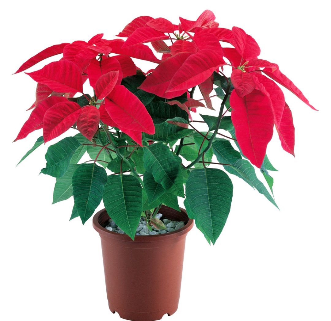 好养的盆栽花卉排名前十,盆栽花比较好养的有哪些