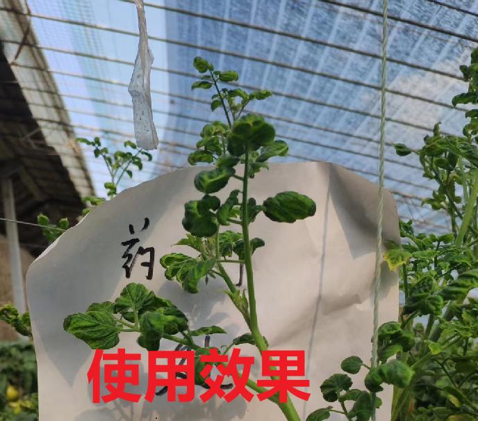 只需一瓶酒的钱，就能轻松治好西红柿黄头