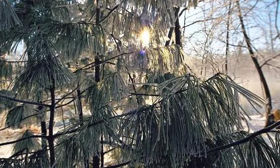 此生必去看一次雾凇太美了,此生必去看一次雾凇简直要美哭了