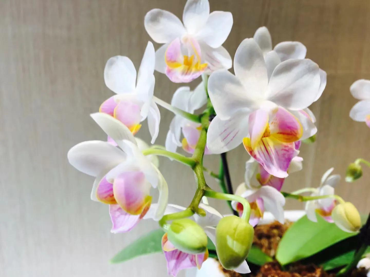 兰花最美的季节是冬季,北方冬季赏兰花