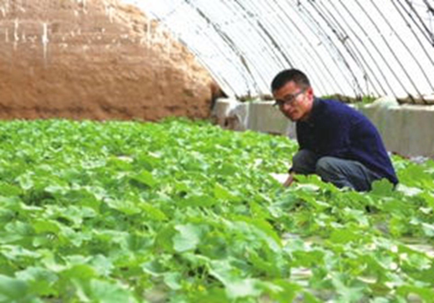 夏季黄瓜怎样育苗,露地黄瓜的育苗技巧