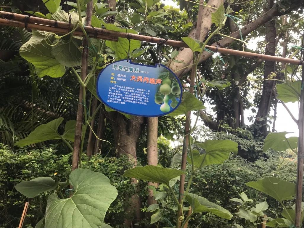 长隆飞鸟乐园拍鸟攻略,广州长隆飞鸟乐园可以摸哪些鸟