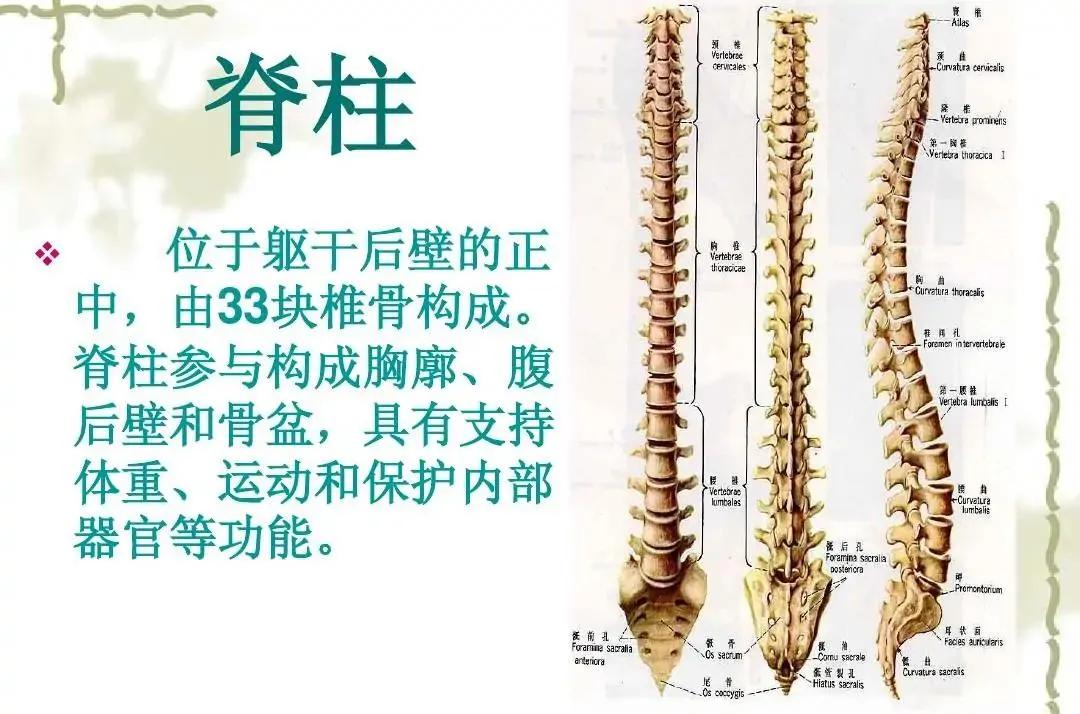 脊椎定位方法图解大全,脊椎定位