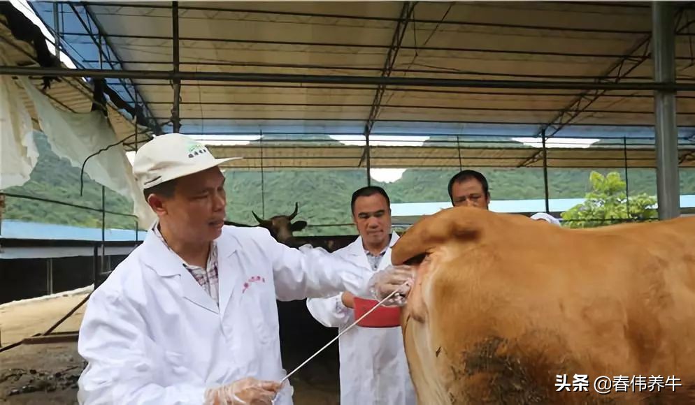 母牛输精适用于采用什么法,母牛输精怎么也装不上是怎么回事