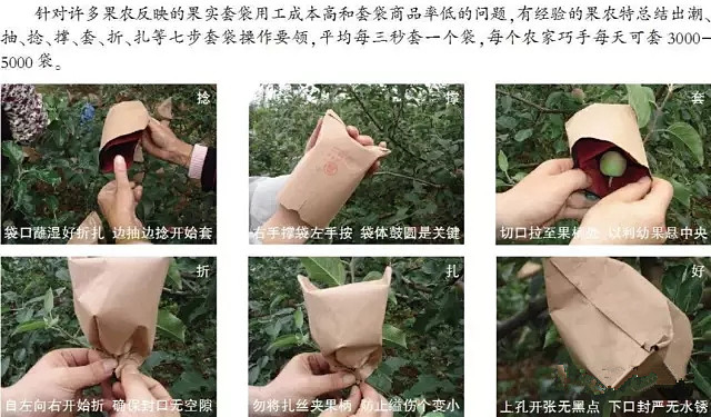 套袋早不等于果子红的早，苹果套袋的正确时间和方法