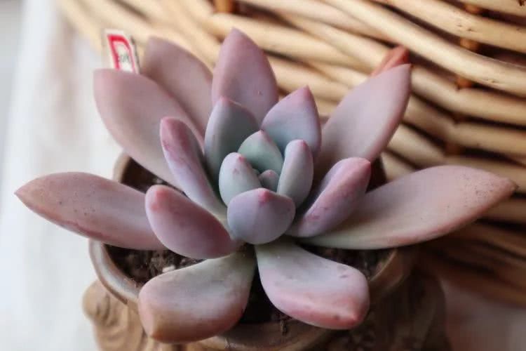 多肉名字怎么记,多肉的品种图片及名字寓意