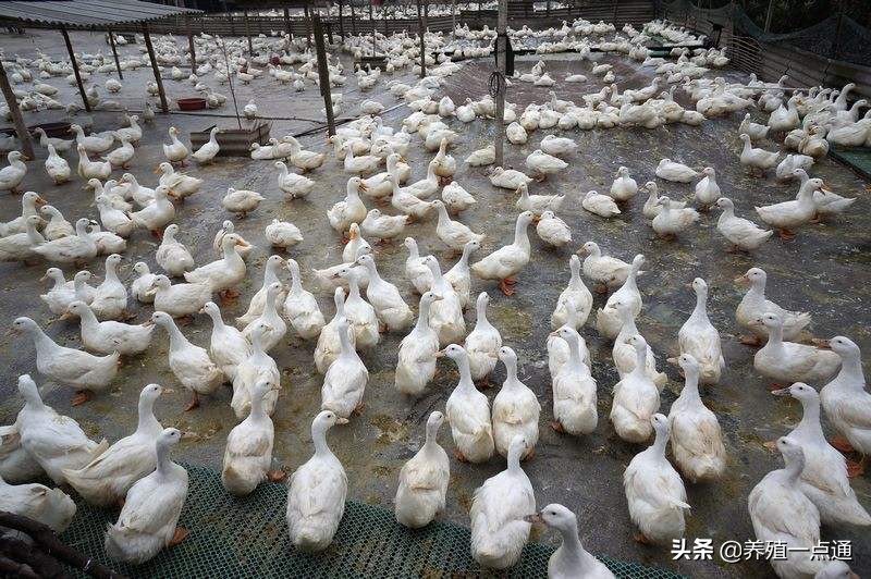 冬季蛋鸭高产管理技术,蛋鸭养殖夜间需要水吗