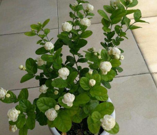 茉莉花怎样扦插容易成活,茉莉花的扦插方法图解