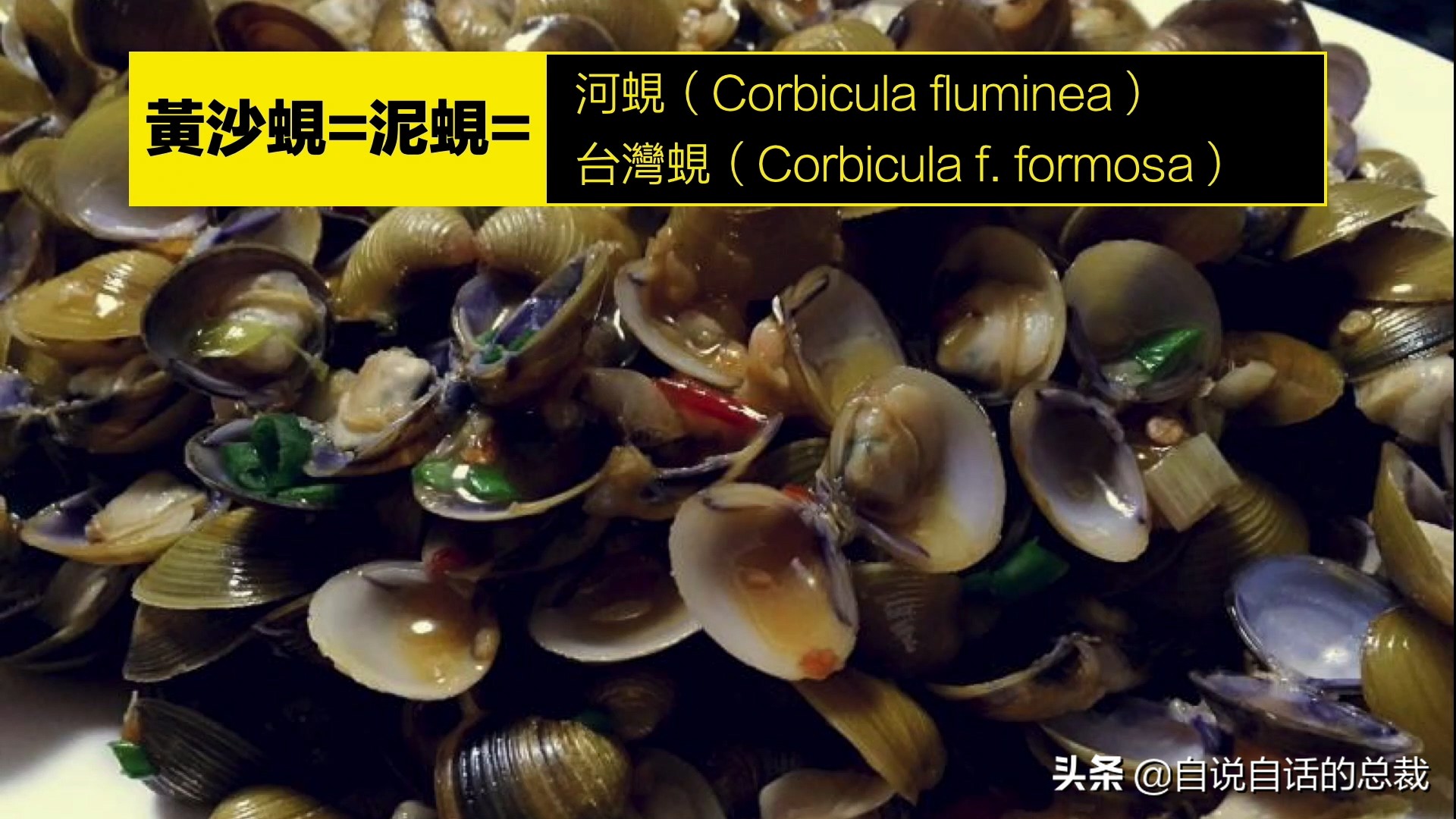 蛏子与小人蚬的区别,贻贝蛤蜊有什么区别