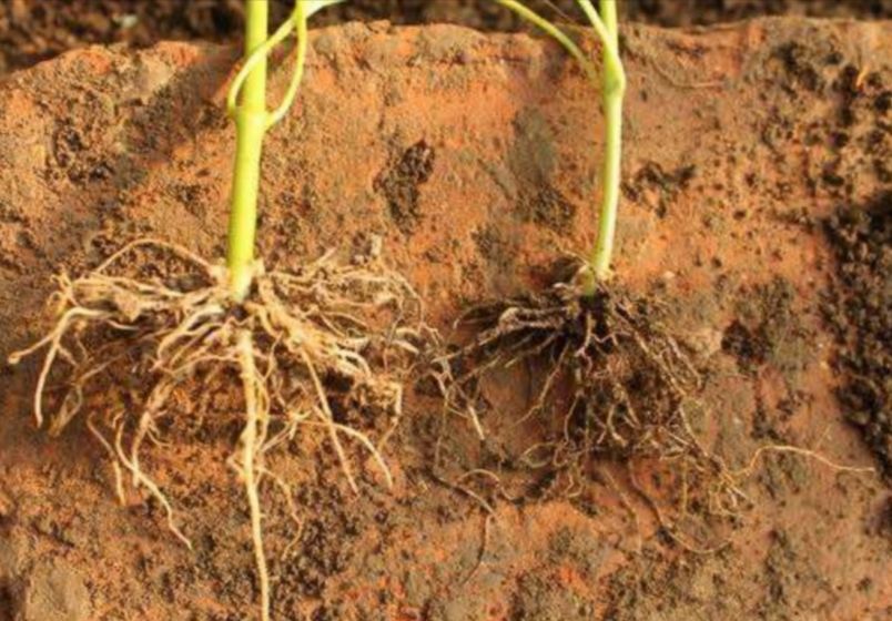 植物成了“光杆司令”，别轻言放弃，此法或可挽救