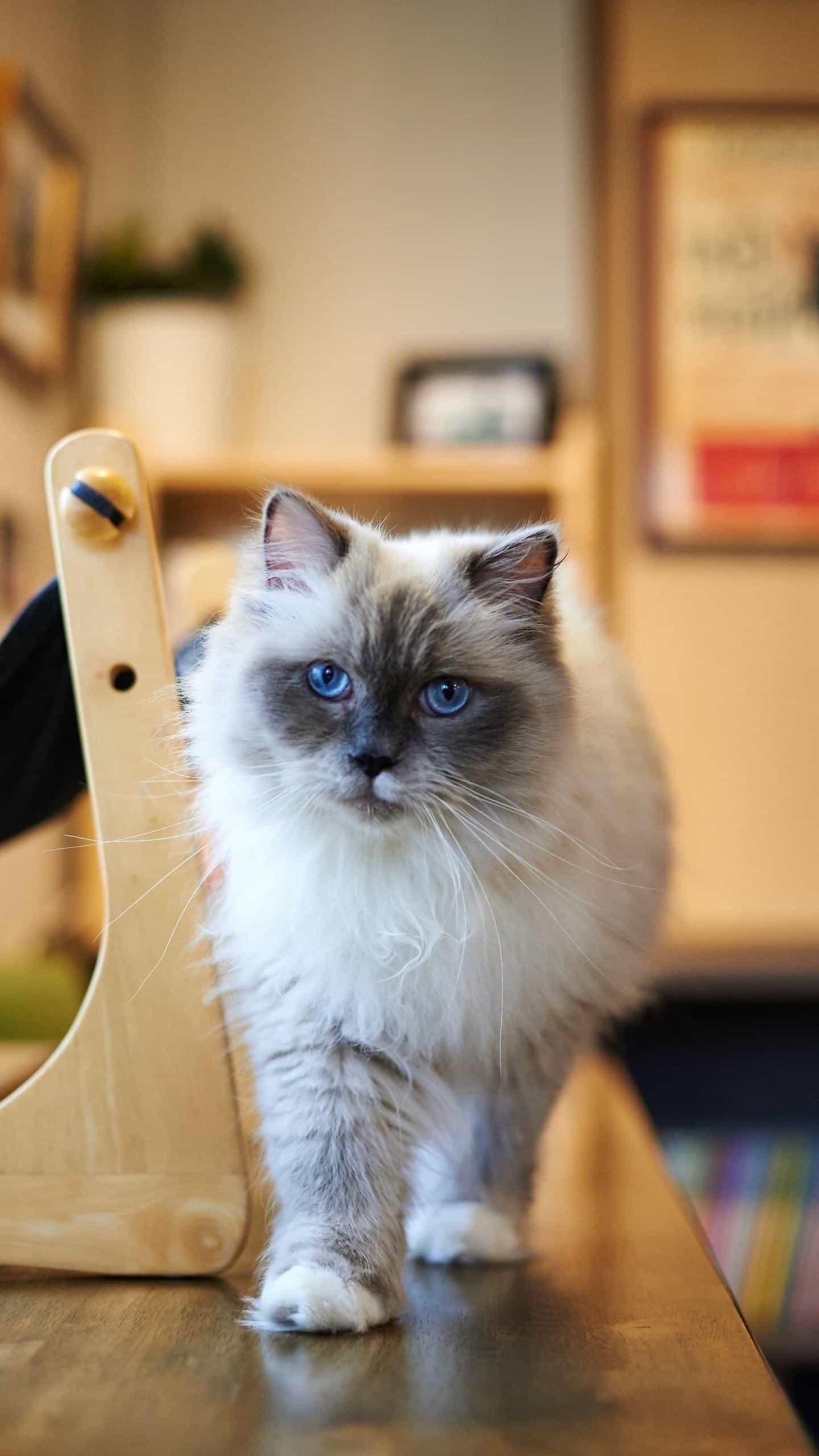 布偶猫受惊吓后肚子鼓鼓的,十万的布偶猫应该是什么样子