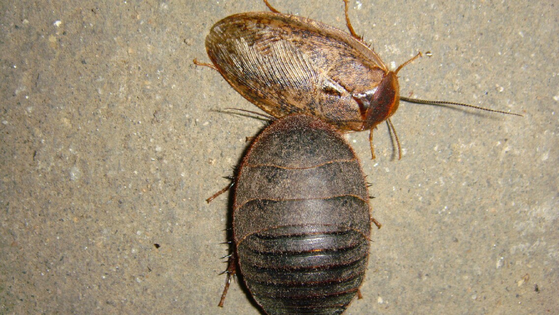 土鳖虫活血化瘀效果强吗,养殖的土鳖虫有药效吗