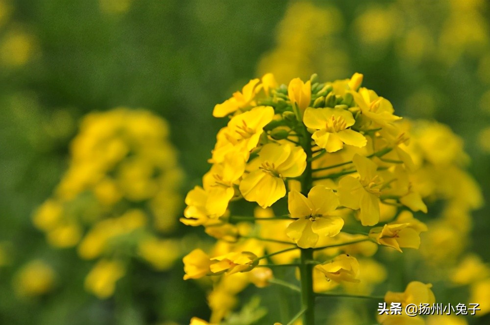 垄上田间，随我看花赏春天如何？