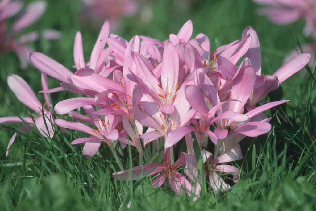 你知道郁金香吗,郁金香百合科