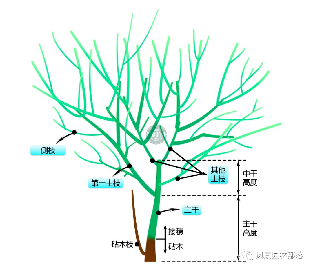 日本红枫红舞姬树形怎么修剪,盆栽红枫树修剪