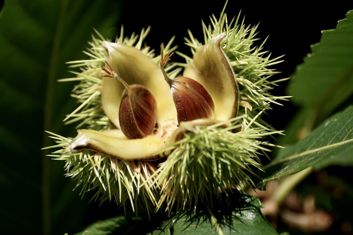 诗经中的栗子是什么样的,诗经中关于板栗的句子