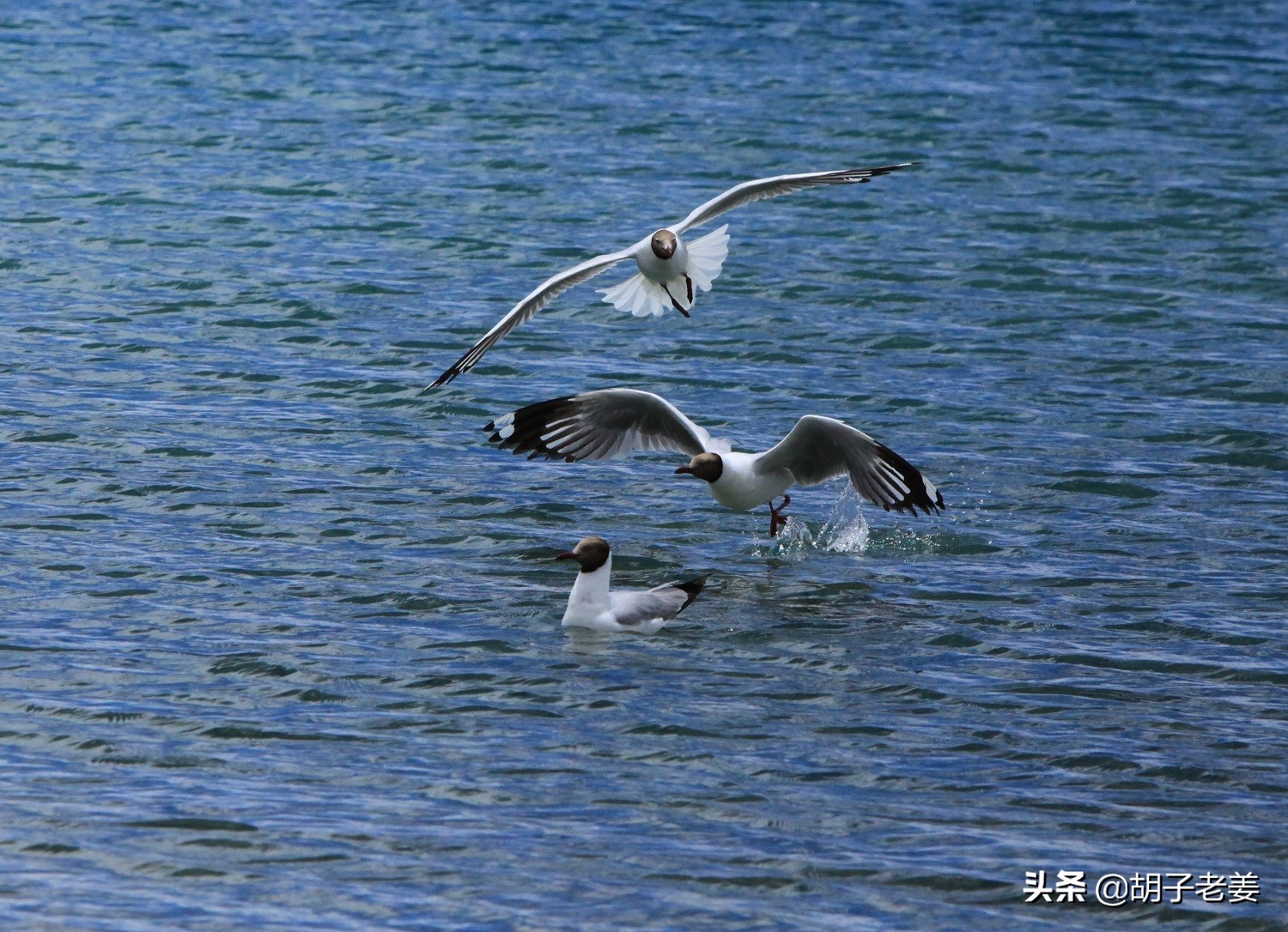 西藏三大圣湖哪个湖最美,纳木错三大圣湖之首
