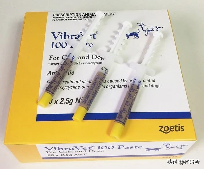 一学就会的训猫技巧,手把手教你给猫咪喂药