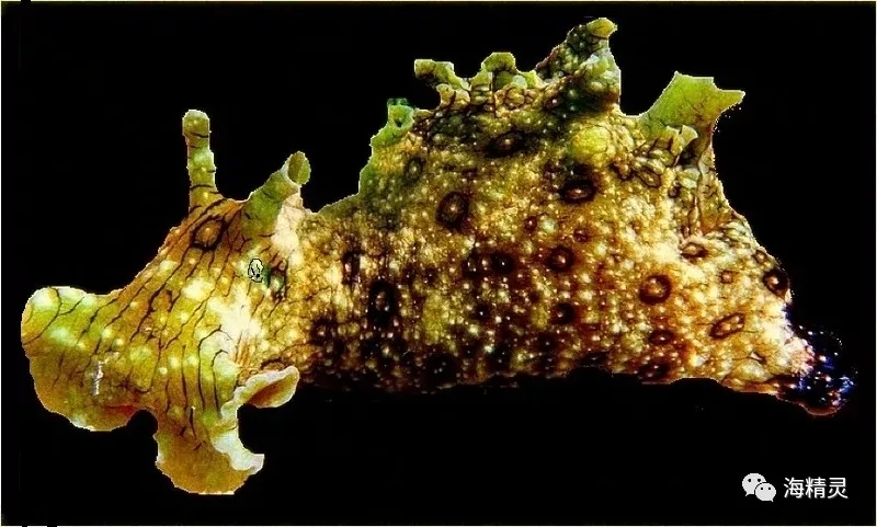 活石上不请自来的“偷渡客”，你们都是谁？