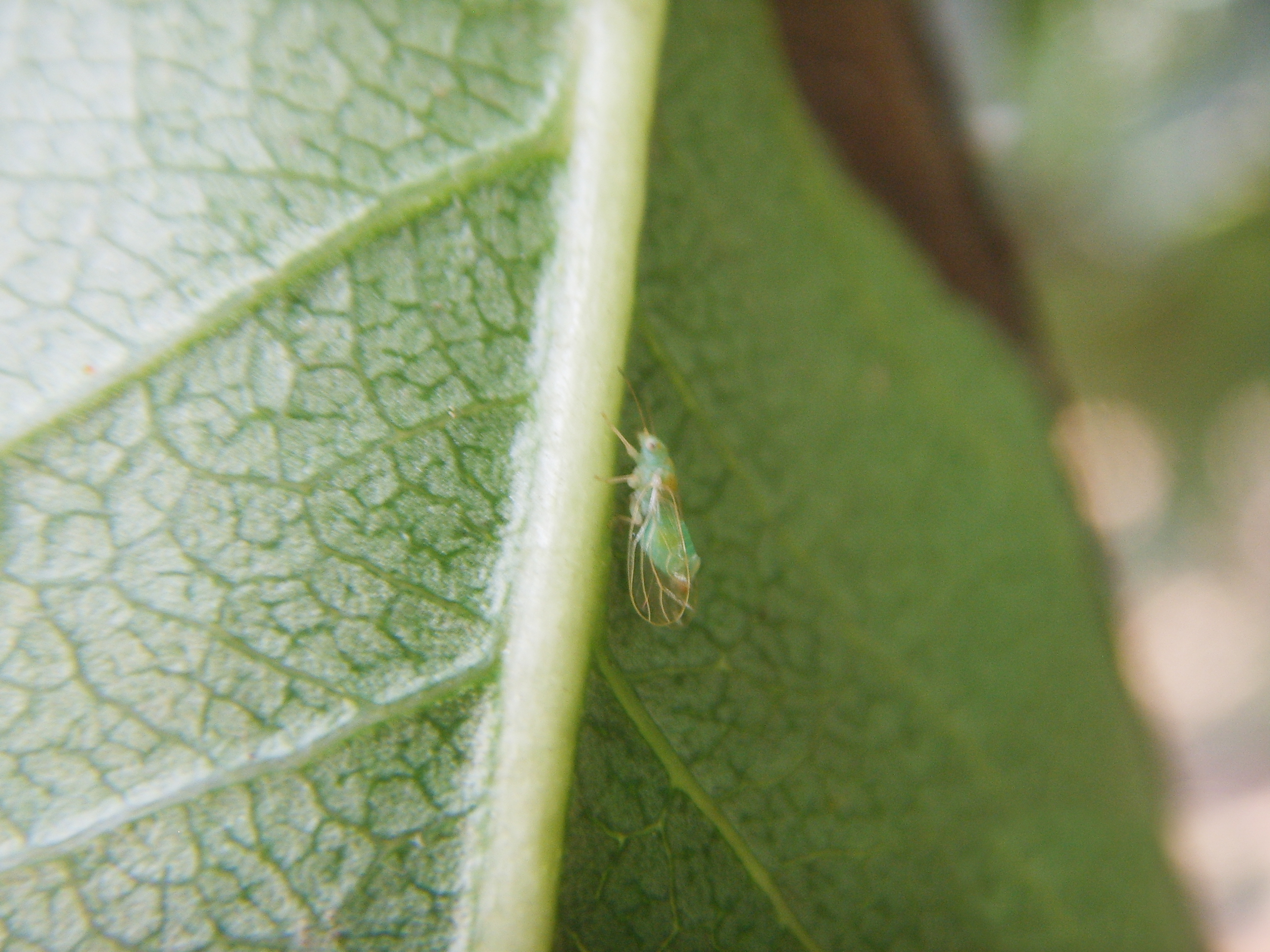 梨木虱虫害图片大全,梨树康氏粉蚧防治