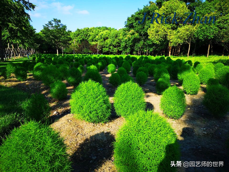 红色地肤草的种植方法,红地肤怎么养