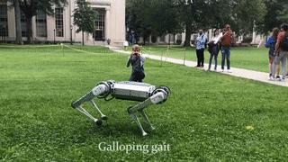 一群机器狗表演,一群机器狗视频