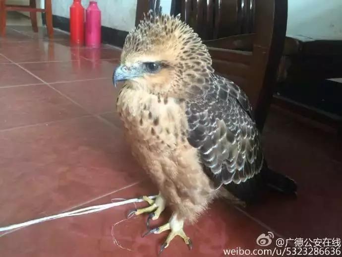 还没看《神奇动物在哪里》？没关系，你错过的神奇动物都在这里