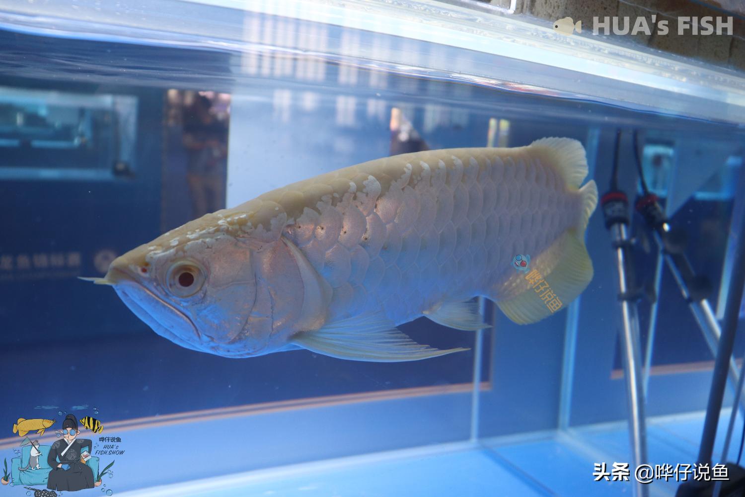 观赏鱼生病的自然疗法,观赏鱼病治疗