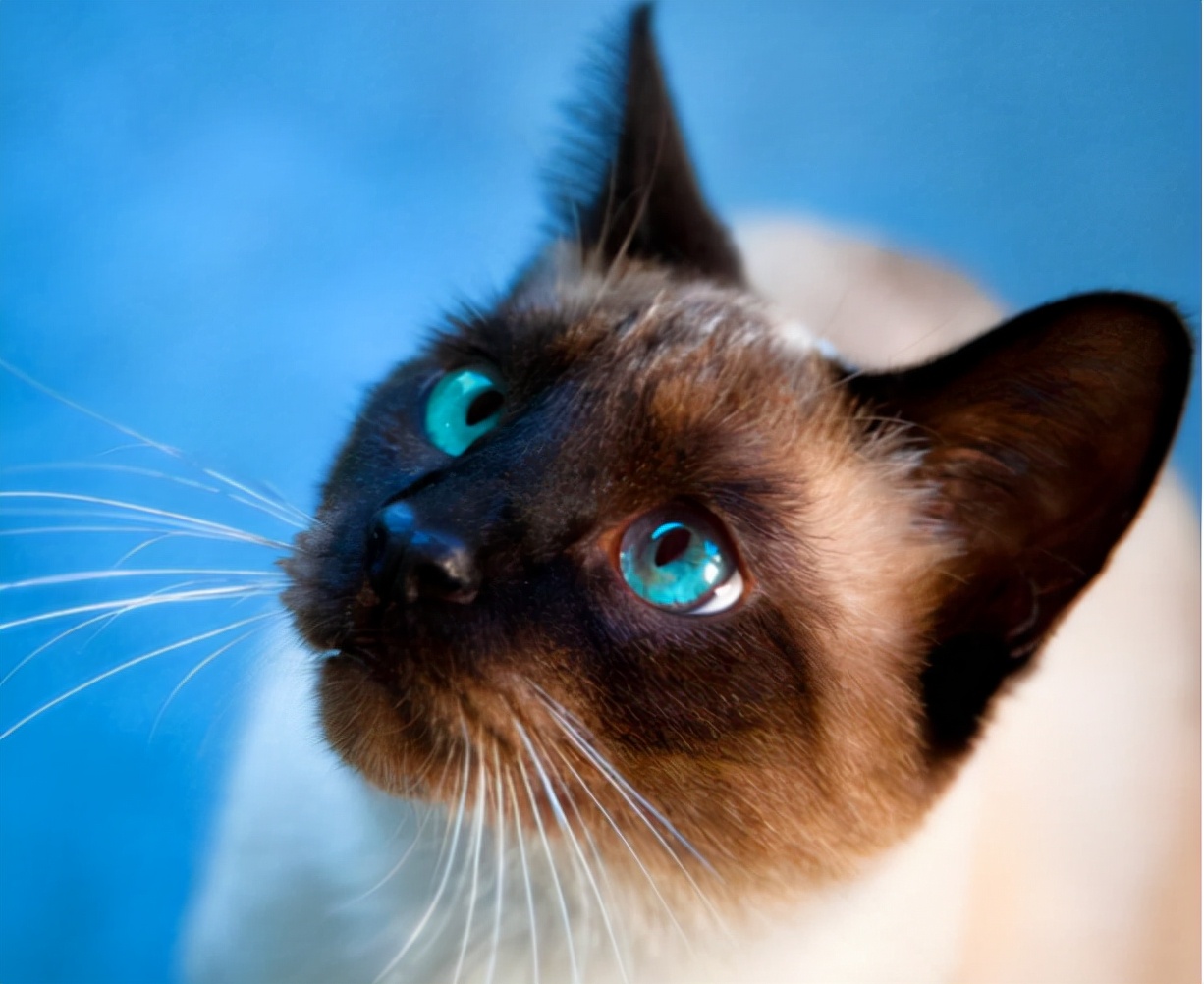 建议穷人养的10种猫性格温顺,什么猫好养而且不贵且不容易得病