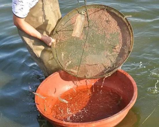 对虾红体病怎么治,对虾红体怎么治