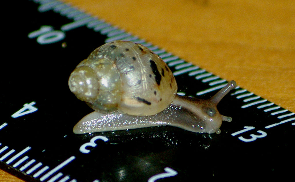 非洲野味入侵全球：在这种巨型蜗牛面前，中国吃货根本拽不起来